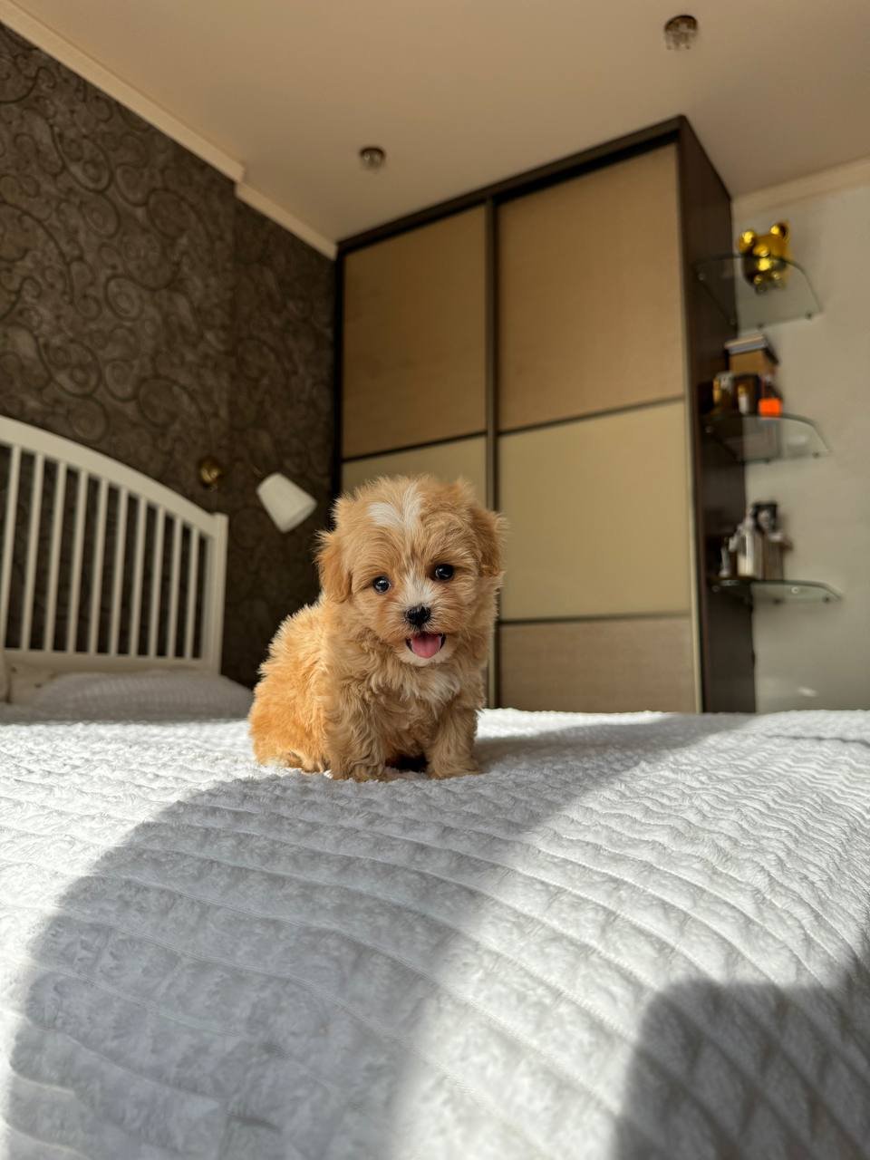Daisy Toy Poodle puppy available soon in Texas at Tiny Paw